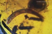 Burmite Amber cabochon with Snail & Centipede inclusions, Myanmar. 7.85 carats.