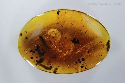 Burmite Amber cabochon with Snail & Centipede inclusions, Myanmar. 7.85 carats.