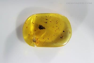 Burmite Amber cabochon with Snail inclusion, Myanmar. 1.96 carats.