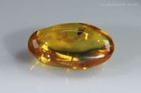 Burmite amber with Fly insect inclusion, Myanmar. 2.44 carats.