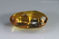 Burmite amber with Fly insect inclusion, Myanmar. 2.44 carats.