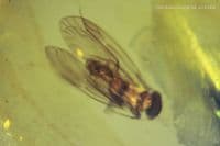 Burmite amber with Fly insect inclusion, Myanmar. 2.44 carats.