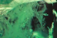 Chatham synthetic Emerald, faceted. 0.86 carat.