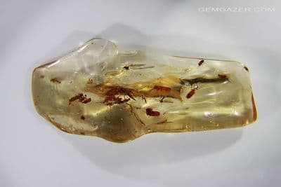 Copal Resin specimen with insect inclusions, Colombia. 40.86 carats / 8.17 grams.