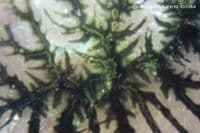 Dendritic Quartz / resin doublet cabochon. 37.58 carats.