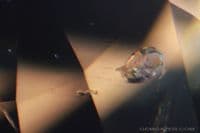 Enstatite, orange-brown faceted, Sri Lanka. 4.01 carats.