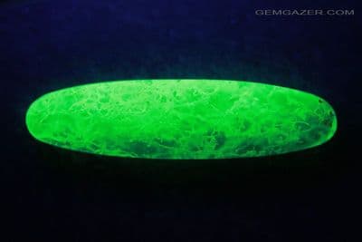 Fluorescent Fossil Coral cabochon, Morocco. 12.59 carats.
