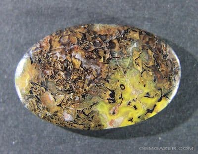 Fossil Dinosaur bone cabochon, USA.  48.60 carats.