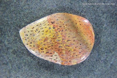 Fossil Fern wood cabochon (Tietea Singularis) , Brazil. 29.69 carats.