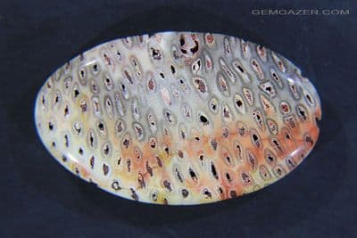 Fossil Fern wood cabochon (Tietea Singularis) , Brazil. 82.67 carats.