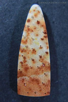 Fossil Palm Wood cabochon, aka 