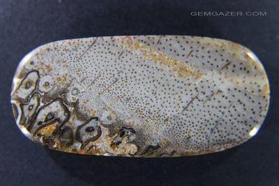 Fossil Palm Wood cabochon, Brazil.  86.34 carats.