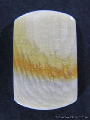 Fossil Sycamore wood cabochon, USA.  7.55 carats.