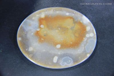 Hastings Beach Fossil Coral cabochon, England. 98.38 carats.