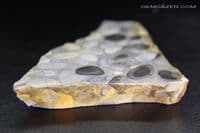 Hertfordshire Pudding Stone slab, UK.  77.28 grams. Display case included.