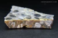 Hertfordshire Pudding Stone slab, UK.  77.28 grams. Display case included.