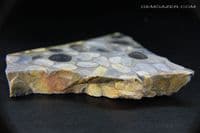 Hertfordshire Pudding Stone slab, UK.  77.28 grams. Display case included.
