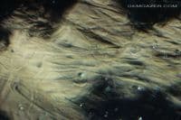 Moldavite, faceted, Czechia.  4.97 carats.