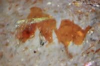 Oligoclase 'Confetti' Sunstone, faceted, Tanzania. 10.96 carats. (Video)