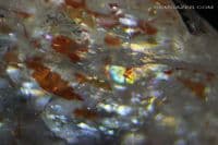 Oligoclase 'Confetti' Sunstone, faceted, Tanzania. 3.42 carats. (Video)