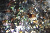 Oligoclase 'Confetti' Sunstone, faceted, Tanzania. 4.55 carats. (Video)