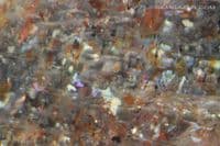 Oligoclase 'Confetti' Sunstone, faceted, Tanzania. 9.80 carats. (Video)