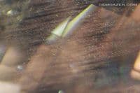 Oregon Sunstone with schiller, faceted, USA. 0.90 carat.