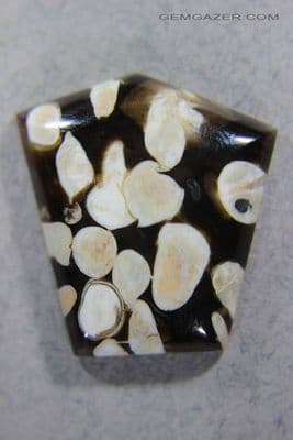 Petrified Teredo wood cabochon (aka Peanut Wood), Australia. 44.81 carats.