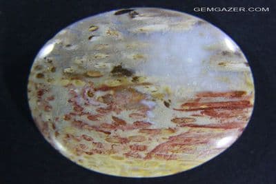 Petrified Wood cabochon, Indonesia.  48.64 carats.