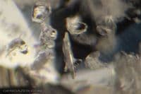 Pollucite with Polylithionite inclusions, faceted, Pakistan.  1.31 carats.