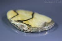 Pyritised Ammonite Fossil cabochon, Dorset, UK. 15.66 carats.