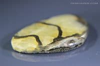 Pyritised Ammonite Fossil cabochon, Dorset, UK. 15.66 carats.