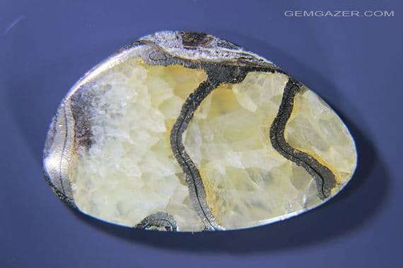 Pyritised Ammonite Fossil cabochon, Dorset, UK. 15.66 carats.