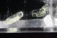 Quartz with Apatite inclusions, polished, Brazil.   96.58 carats.