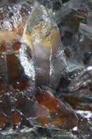 Quartz with oxide-coated positive crystal inclusions, faceted, Brazil.  88.42 carats.