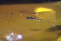 Sapphire doublet composite, faceted. 1.99 carats.