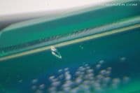 Soude Quartz Emerald imitant triplet. 19.95 carats.