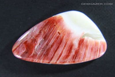 Spiny Oyster shell cabochon, Mexico.  19.84 carats.