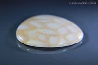Tisbury Fossil Coral cabochon, Wiltshire, UK. 22.63 carats.