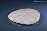 Tisbury Fossil Coral cabochon, Wiltshire, UK. 22.63 carats.