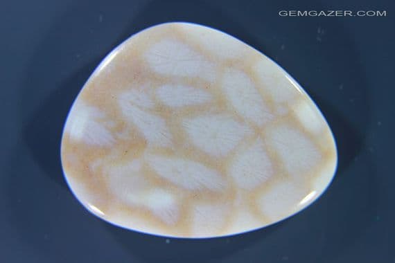 Tisbury Fossil Coral cabochon, Wiltshire, UK. 22.63 carats.