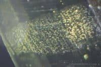 Triphylite, color-change green/red faceted, Brazil.  1.07 carats.