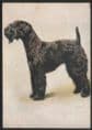 Dogs - Kerry Blue Terrier