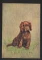 Dogs - Sussex Spaniel