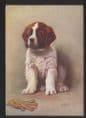 Dogs - Saint Bernard