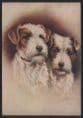 Dogs - Sealyham Terrier