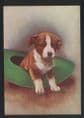 Dogs - Welsh Corgi