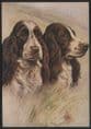 Dogs - Springer Spaniel