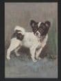 Dogs - Papillon
