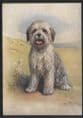 Dogs - Old English sheepdog